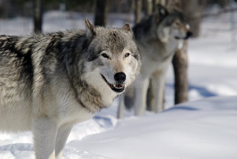 Волк 1 9 5. Волк серый стоковое изображение. Гордый волк фото. Волк серый кто ближе к нему.