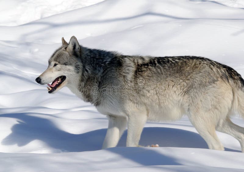 Волк 1 9 5 7 5. Волк стоковое фото. Приспособление волка. Canis Lupus familiaris фото.