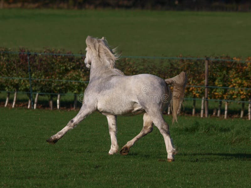 Samba pony wales bonner