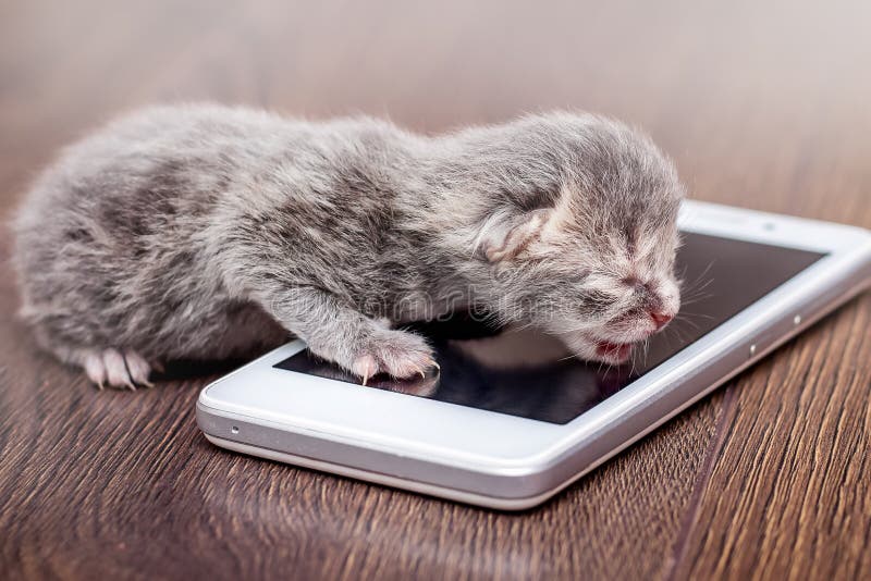 Мой питомец котенок. Кошачий телефон. Мой телефон котенок. Кот на экране телефона андроид. Кот с мобильником.