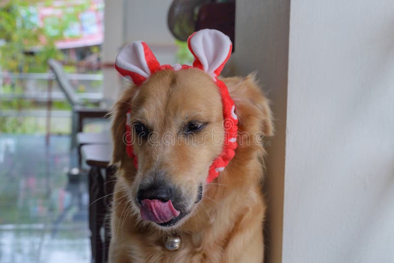 Серьги собаки золотого Retriever красные Стоковое Изображение - изображение насчитывающей красно, студия: 101474867