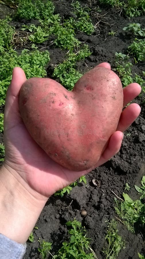Картошка сердечком