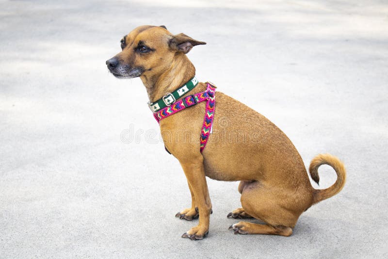 This odd-looking dog was saved by an animal control officer and she is now inspi