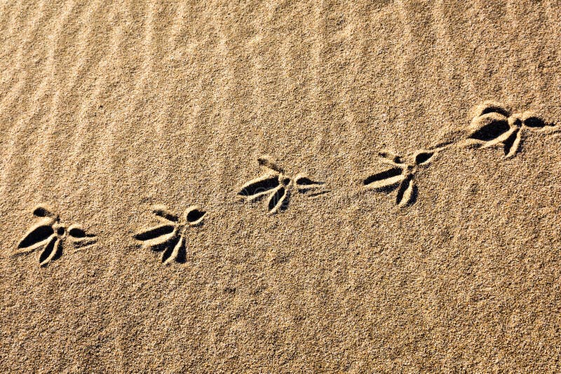 Текст следы на песке. Следы на песке. Следы птичек на песке. Отпечаток птицы на песке. Следы птиц на мокром песке.