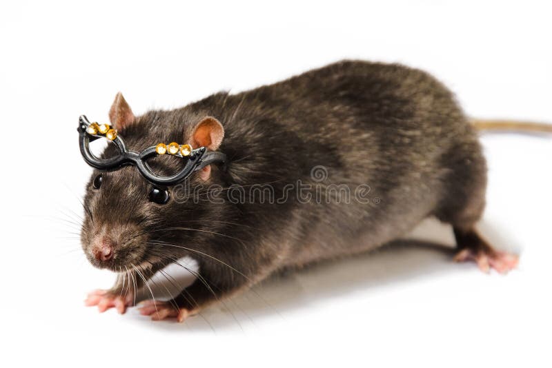 Кудрявая серая крыса. Деловые крысы в очках. Крыса в круглых очках. Четыре крысы в очках. Серая крыса направление эволюции