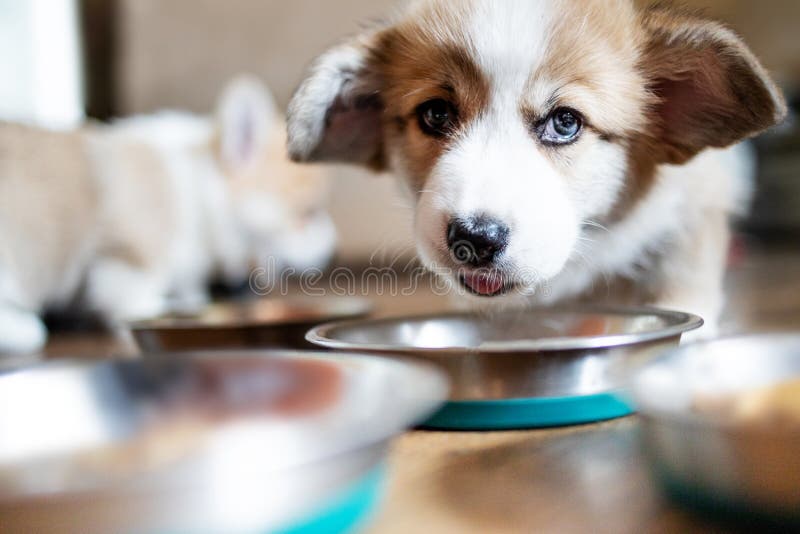 Можно собаку кормить смешанно. Можно собаку кормить смешанно. Кормление собак. Можно собаку кормить смешанно. Корм для собак.