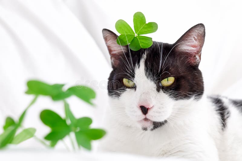 Смешной черный и белый кот Shamrock зелеными листьями. День Святого  Patricks. Ирландский праздник. Концепция кота весны. Стоковое Изображение -  изображение насчитывающей праздник, шерсть: 209929657