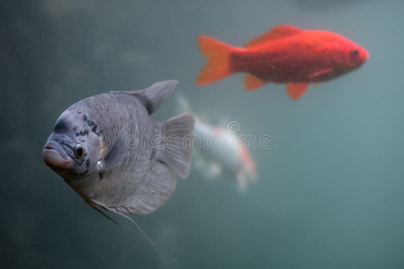 Фото Рыбы Из Мультика С Большими Губами