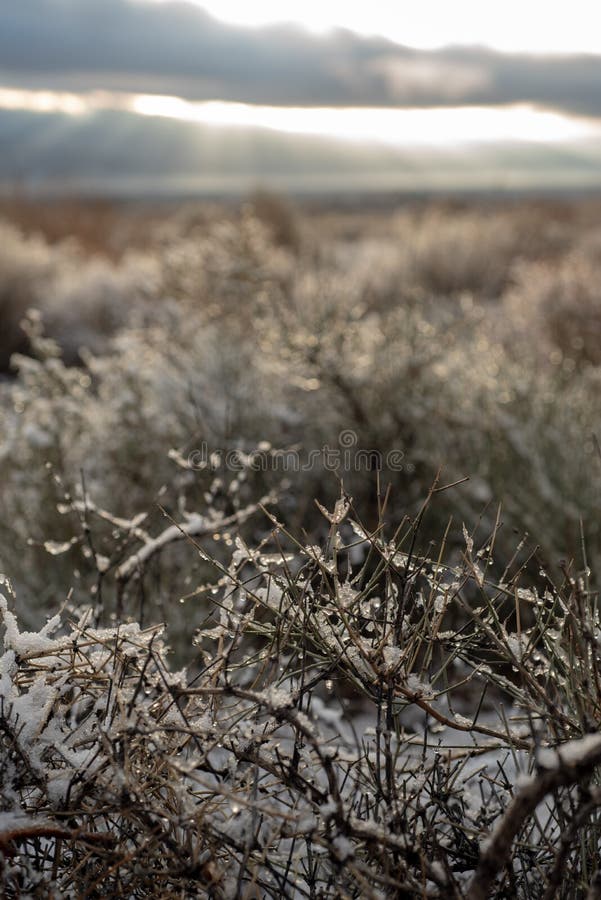 Desert Snow С†РІРµС‚РѕРє