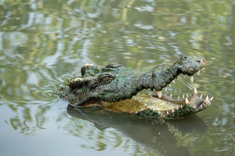 Крокодилы в соленой воде