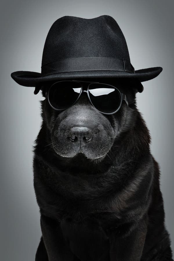 Собака в шляпе и солнечных очках Стоковое Фото - изображение насчитывающей  отечественно, тип: 69663092