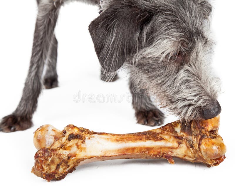 Можно собакам сырые кости. Маленькая собака ест большую кость.