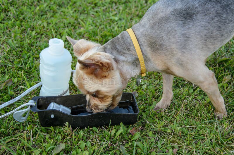 Собака пьет кровь. Собака пьет воду. Собака пьёт девушку. Outside, Dogs Drink from a Water Cup. Как пить собаке в воротнике.