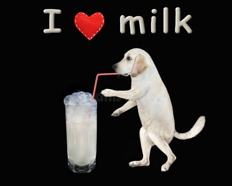 Щенки пьют молоко. Собака пьет молоко. Собаки любят молоко. Собака пьет молоко рисунок.