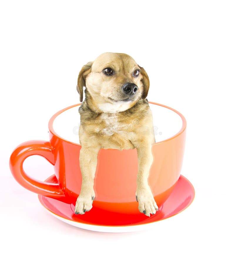 Можно собаке чай. Щенок в чашке. Чашки для собак. Маленькие щенки в чашке. Порода собак чайная чашка.
