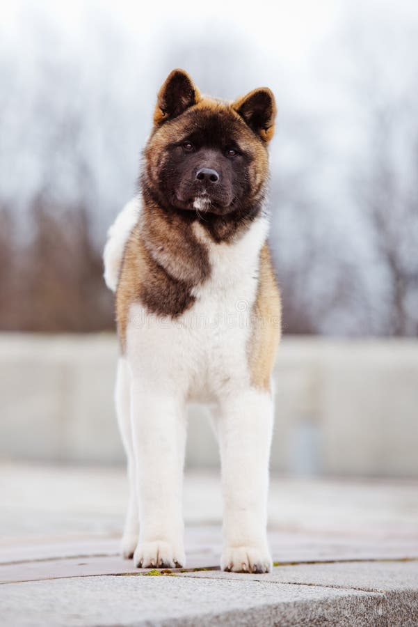 Pin de Pets Zone en Dogs Lovers Perros akita americano, Perro akita, Perros peli