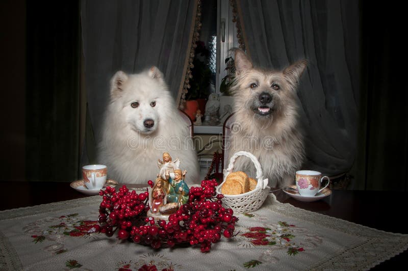 Собаки пьют чай. Собака пьет чай. Собака за столом пьет чай. Белые собаки за столом. Собаки бухают за столом.