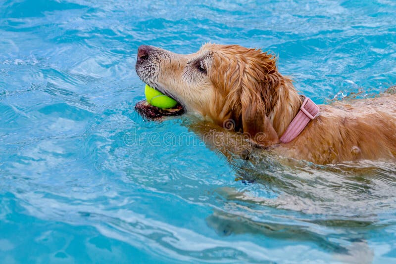 Учи рыбу плавать а собаку лаять. Золотистый ретривер в бассейне. Плавание по собачьи. Золотистый ретривер плавает. Плавание по собачьи фото.