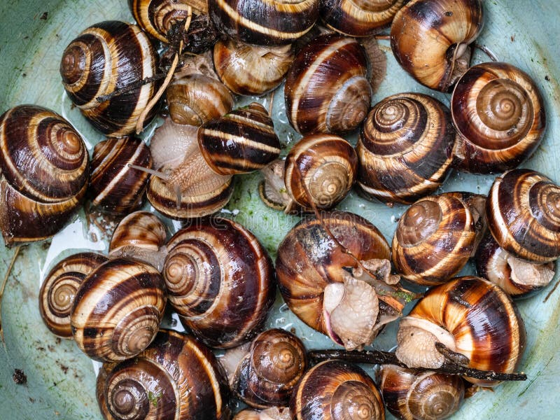 Линии улиток. Helix lucorum — Горная улитка. Хеликс лукорум таурика. Улитки )Helix lucorum martensii. Эскарго улитки Греция.