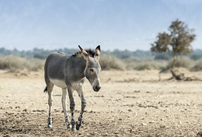 Дикий осел сканворд 5. Somalia Wildlife nature. Somali Wildlife nature.