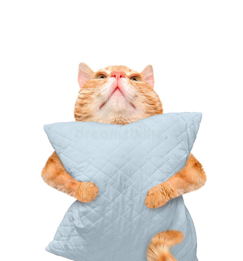 Сонный кот с подушкой стоковое фото. изображение насчитывающей настроение -  72566580