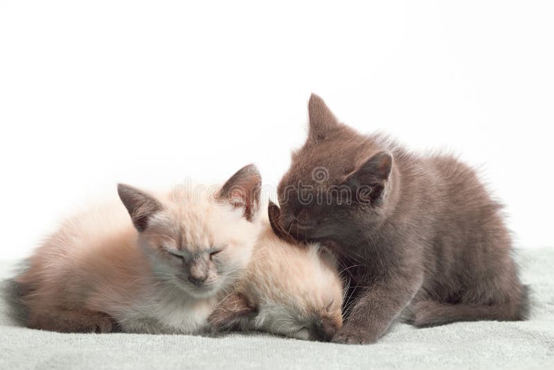 Лежал или лижал. Three Sleepy Kittens. Sleepy Kitty Ear lick. White Kitten sleeping on the Sofa.