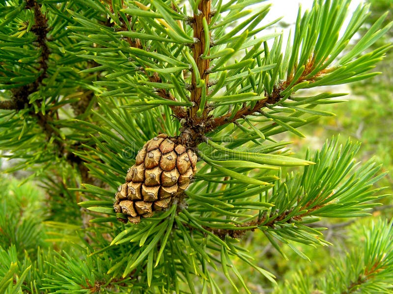 Снять хвойный. Цветонос хвойных. Плакат сосна. Pine pollen Cone вектор.