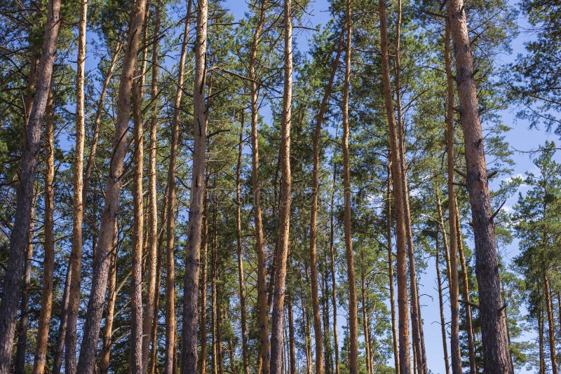 сосновый лес. яркий контрастный естественный фон представляет собой  сочетание голубого неба и зеленых деревьев весной или Стоковое Фото -  изображение насчитывающей игла, сезонно: 216880058