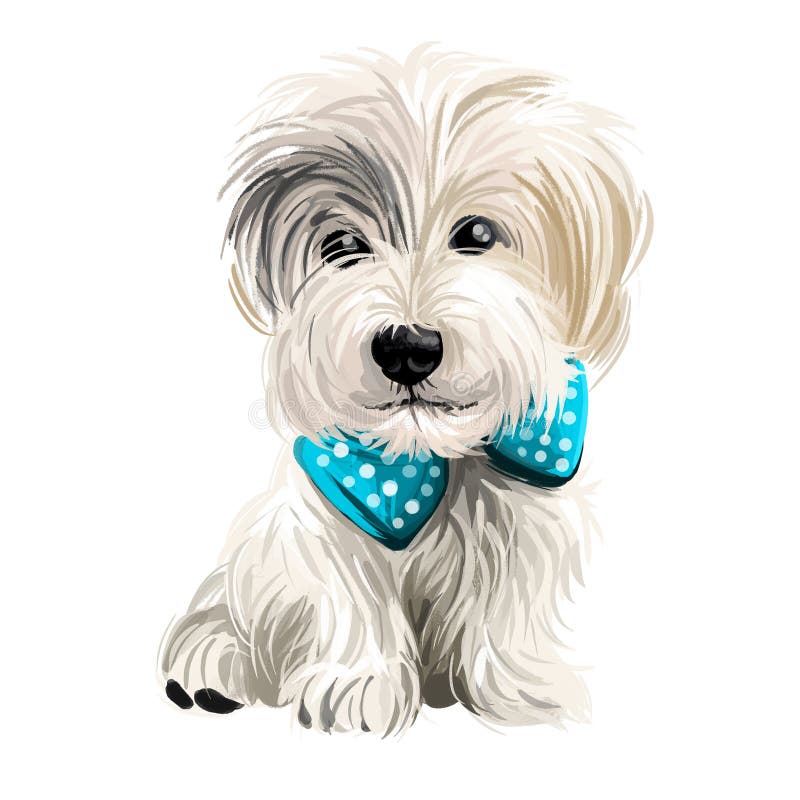 Sporting lucas terrier