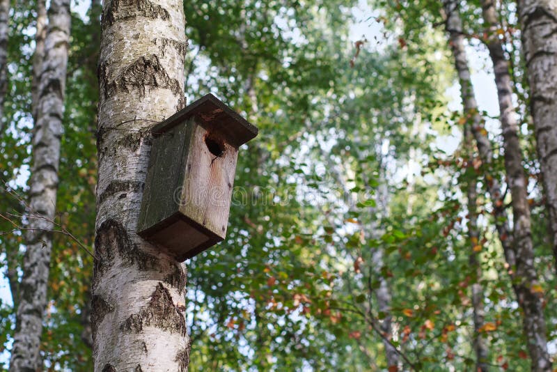 Скворечник висит на дереве. Висит на Березе. Березы скворечник обои. Birch Hanging sigh.