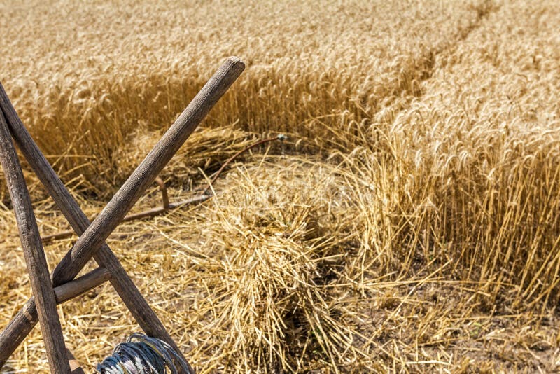 Harvest historic Wheat Scythe. Сена инструмент