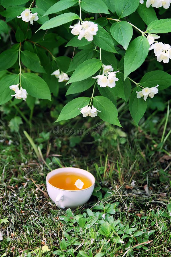 Чубушник можно в чай. Чубушник можно в чай. Чубушник можно в чай. Полезные цветы для чая. Чубушник можно в чай.