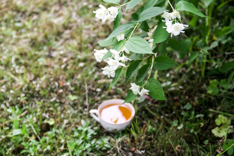 Чубушник можно в чай. Чубушник можно в чай. Чубушник мелколистный (земляничный). Чубушник можно в чай. Чубушник для чая.