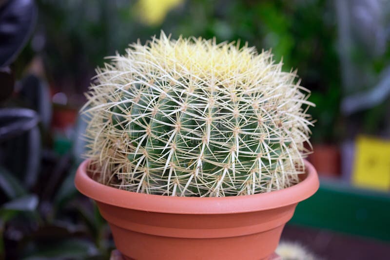 Cactaceae Кактус икеа