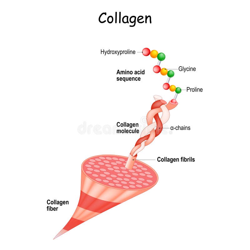 Какие аминокислоты в коллагене. Коллаген анатомия. Коллаген строение. Коллаген структура. Structure of Collagen.