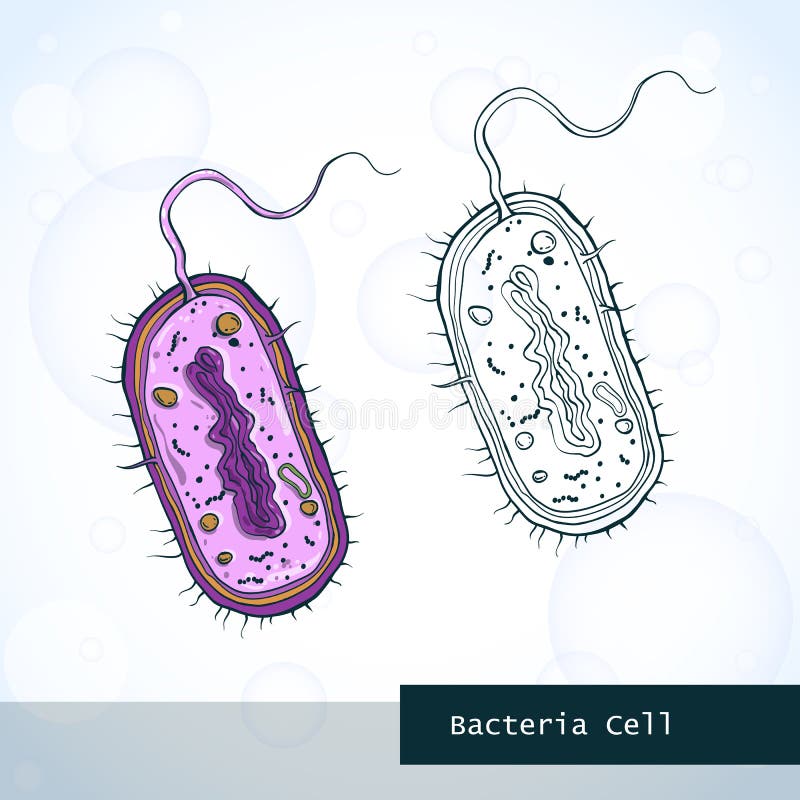 На каком рисунке изображена клетка бактерий. Модель бактериальной клетки 5 класс биология рисунок. Строение бактерии бациллы. Клетка бактерии рисунок для 5 класса биология. Рисунок бактериальной клетки 5 класс биология.