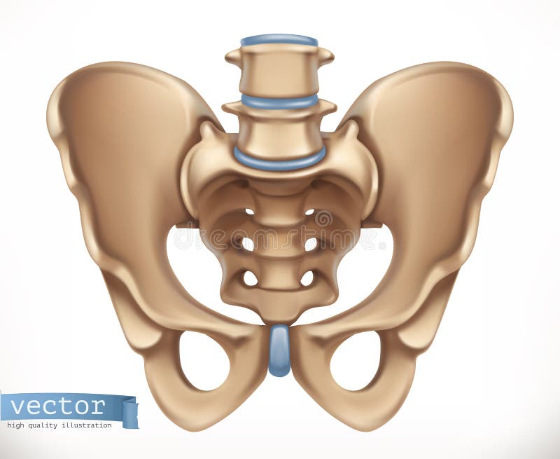 Лобковые кости полуподвижные. Таз вектор. Таз кости вектор. Кости таза Наброски. Таз иконка.