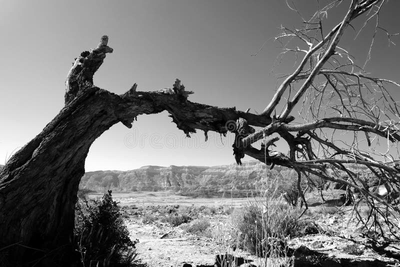 Сухое дерево в пустыне стоковое фото. изображение насчитывающей черный -  102691372