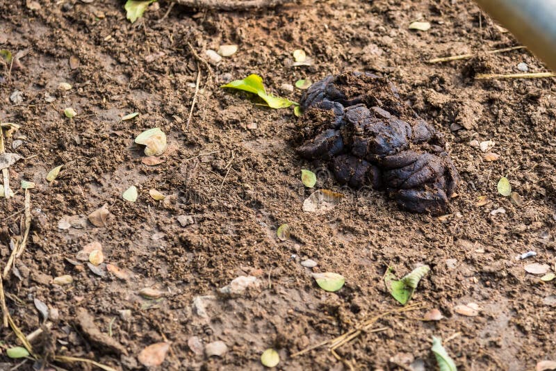 Cows´dung Fertilizer. Сухой навоз