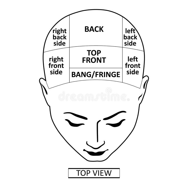 Что у нее в голове шаблон. Человек с делениями мозга на части шаблон. Шаблон голова человека напополам разделена инфографика.