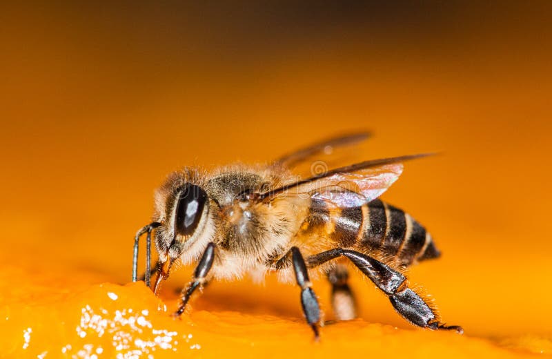 Трутень картинки. Какие отношения между крапивницей и пчелой
