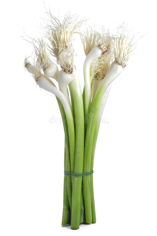 Wholesale A015 Allium Sativum 64165 Botanical Bulbs Pods Supplier
