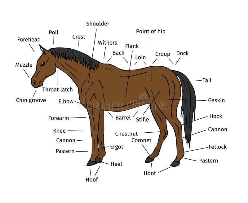 Части лошади 94. Млекопитающие части тела лошади. Части тела лошади для детей. Часть лошади ниже талии.