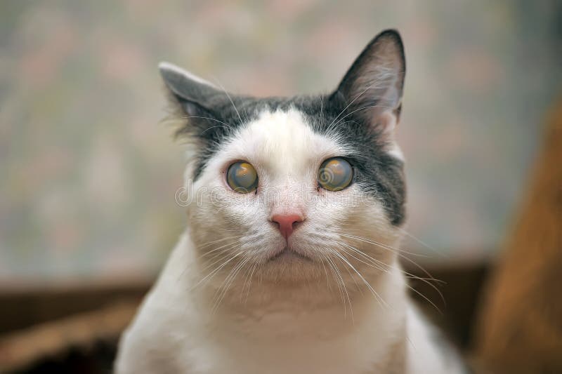 Катаракта у кота как выглядит Корнуольский кот Rex на предпосылке Брайна Стоковое Фото - изображение насчитыва