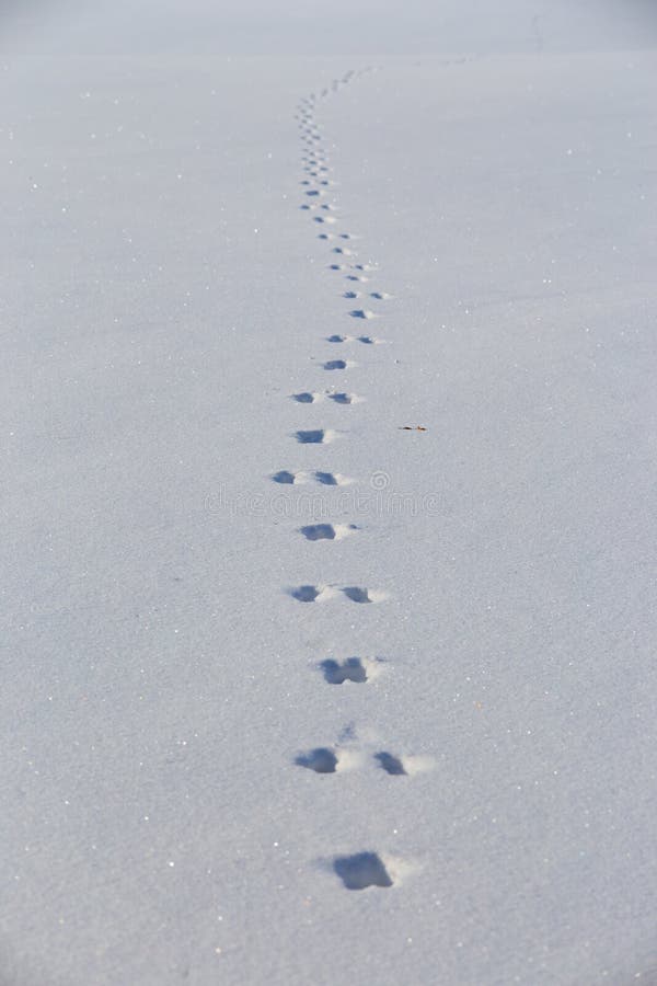 Направление движения зайца по следам. Следы зайца беляка на снегу. След зайца на снегу направление движения. Следы зайца на снегу направление движения. След зайца на снегу направление движения.