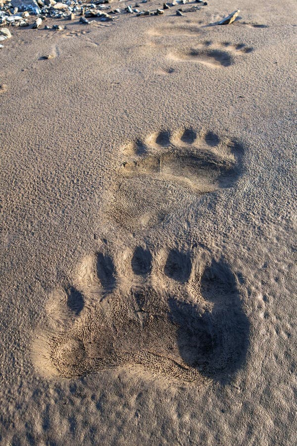 Следы медведя на земле как выглядят фото