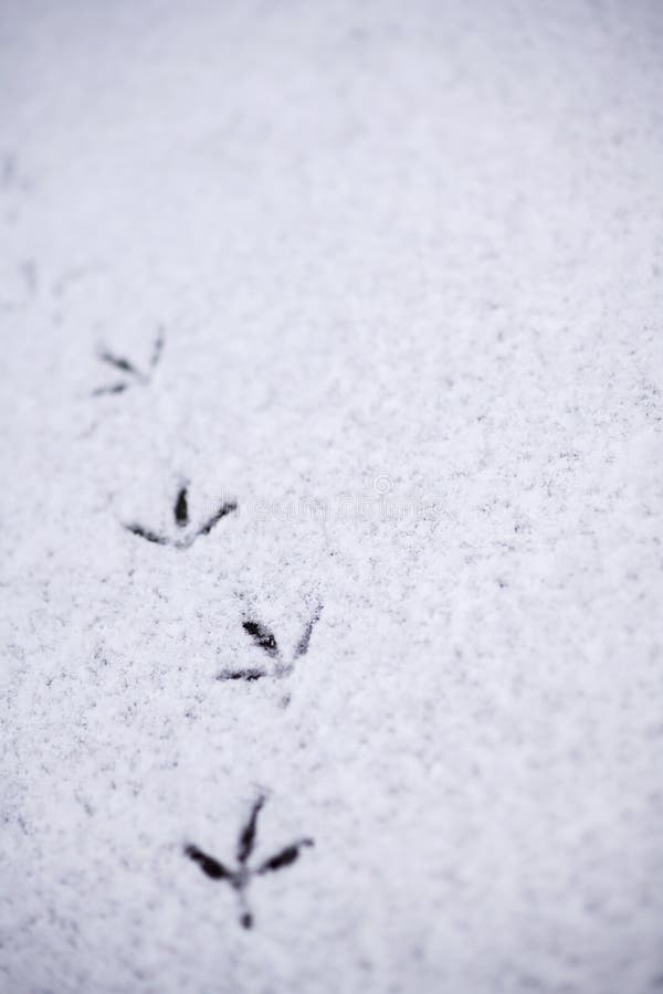 Следы птиц на снегу. Следы крупных птиц на снегу. Следы Воробьев на снегу. Куриные следы на снегу.