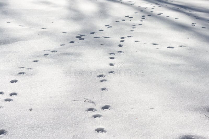 Бегу по следам песня. Следы собаки на снегу. Волчий след. Следы крупной собаки на снегу. Следы собаки на снегу зимой.