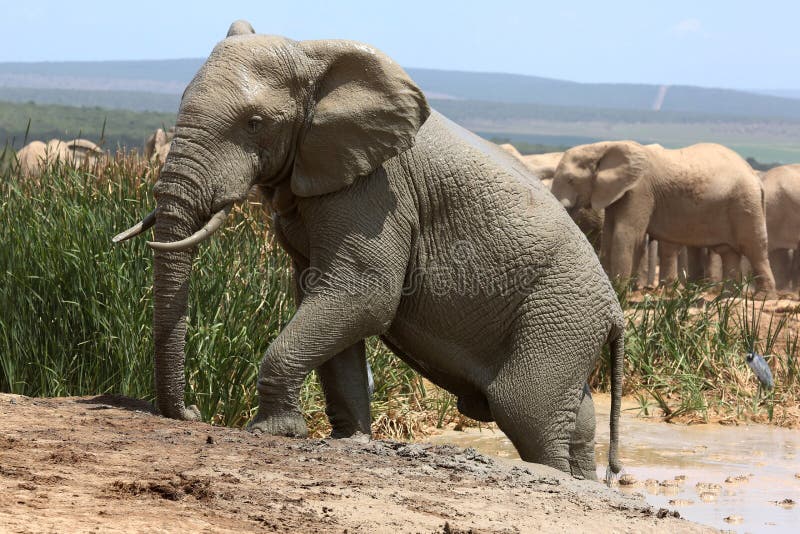 An elephant can climb. Женщина на слоне. Грязевые ванны слона. Слон может взбираться. Слон скалолаз.