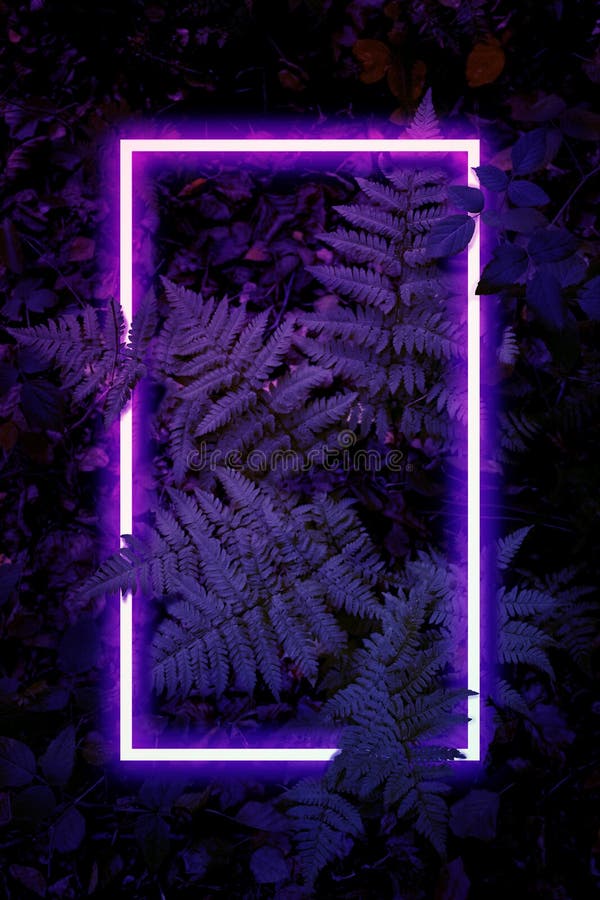 Ð¡reative Fluorescent Color  Light Flat Square Frame on Fern  Bush Leaves Background in Dark Color Palette Stock Image - Image of disco,  foliage: 176082975